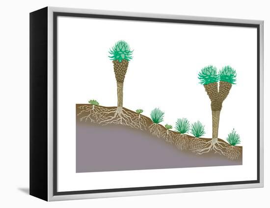 Vegetation Profile of Tropical Mountain Lands. Biosphere, Earth Sciences-Encyclopaedia Britannica-Framed Stretched Canvas