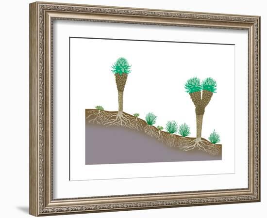 Vegetation Profile of Tropical Mountain Lands. Biosphere, Earth Sciences-Encyclopaedia Britannica-Framed Art Print