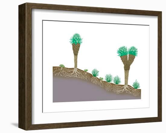 Vegetation Profile of Tropical Mountain Lands. Biosphere, Earth Sciences-Encyclopaedia Britannica-Framed Art Print