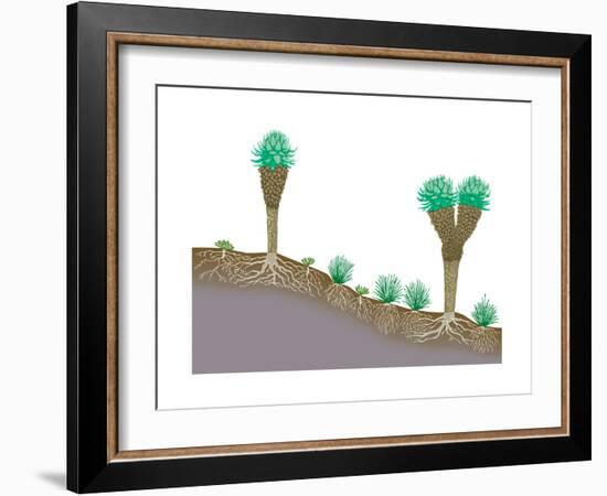 Vegetation Profile of Tropical Mountain Lands. Biosphere, Earth Sciences-Encyclopaedia Britannica-Framed Art Print