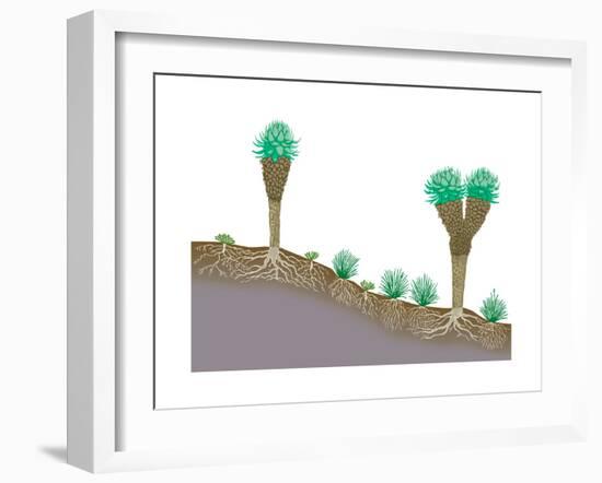 Vegetation Profile of Tropical Mountain Lands. Biosphere, Earth Sciences-Encyclopaedia Britannica-Framed Art Print