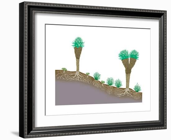 Vegetation Profile of Tropical Mountain Lands. Biosphere, Earth Sciences-Encyclopaedia Britannica-Framed Art Print