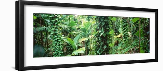 Vegetation Seychelles-null-Framed Photographic Print