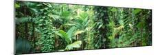 Photographic Print