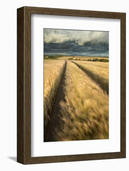 Vehicle tracks in field of ripe Barley, farmland, Devon, UK-Ross Hoddinott-Framed Photographic Print