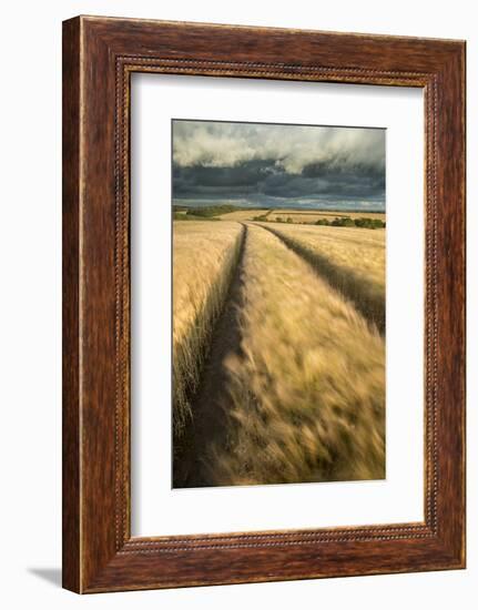 Vehicle tracks in field of ripe Barley, farmland, Devon, UK-Ross Hoddinott-Framed Photographic Print