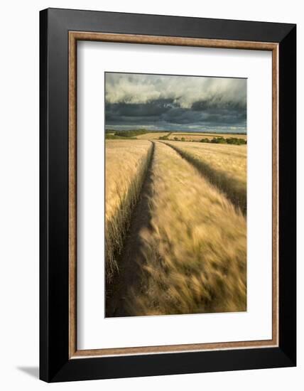 Vehicle tracks in field of ripe Barley, farmland, Devon, UK-Ross Hoddinott-Framed Photographic Print