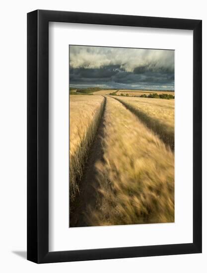 Vehicle tracks in field of ripe Barley, farmland, Devon, UK-Ross Hoddinott-Framed Photographic Print