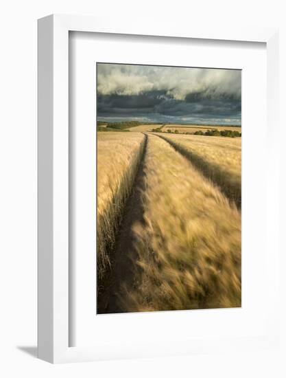 Vehicle tracks in field of ripe Barley, farmland, Devon, UK-Ross Hoddinott-Framed Photographic Print