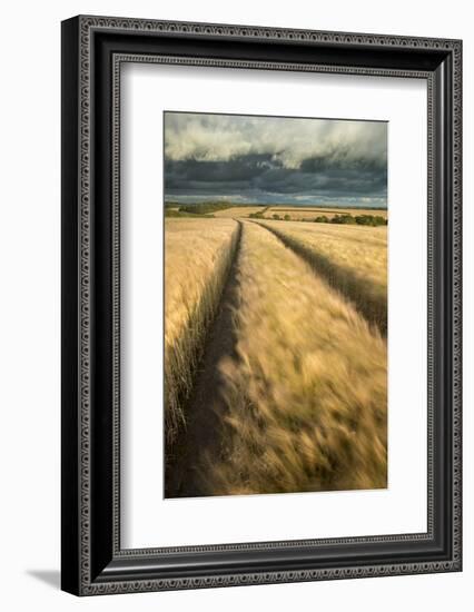 Vehicle tracks in field of ripe Barley, farmland, Devon, UK-Ross Hoddinott-Framed Photographic Print