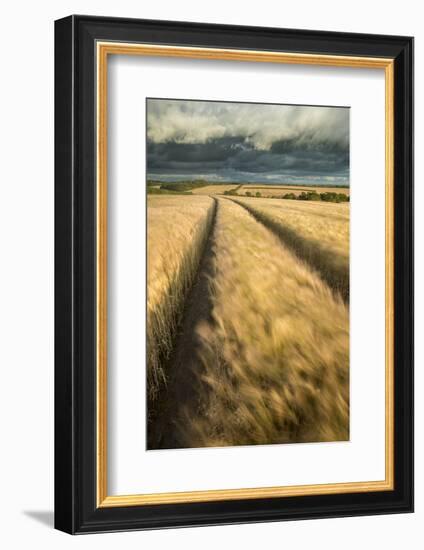 Vehicle tracks in field of ripe Barley, farmland, Devon, UK-Ross Hoddinott-Framed Photographic Print