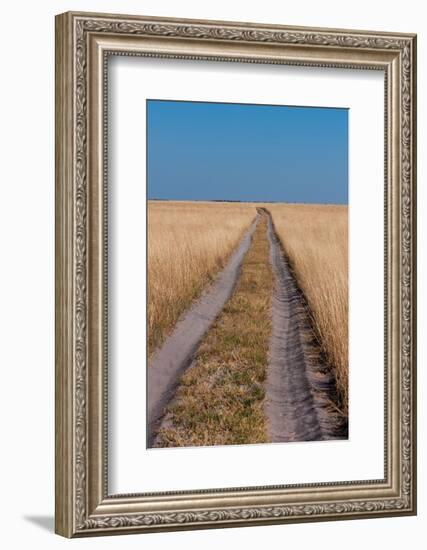 Vehicular tracks in sandy soil through a landscape of tall grass. Nxai Pan National Park, Botswana.-Sergio Pitamitz-Framed Photographic Print