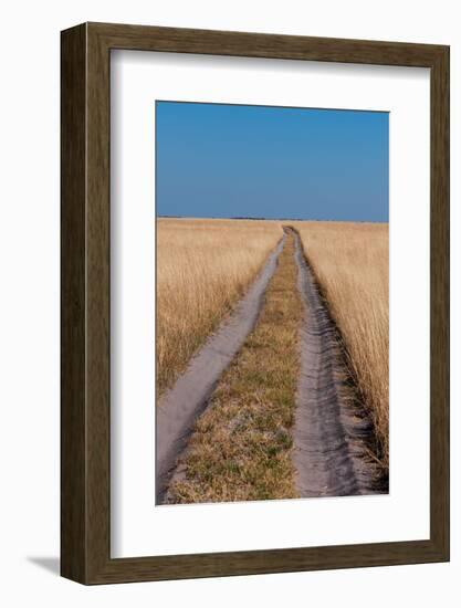 Vehicular tracks in sandy soil through a landscape of tall grass. Nxai Pan National Park, Botswana.-Sergio Pitamitz-Framed Photographic Print