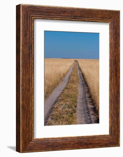 Vehicular tracks in sandy soil through a landscape of tall grass. Nxai Pan National Park, Botswana.-Sergio Pitamitz-Framed Photographic Print