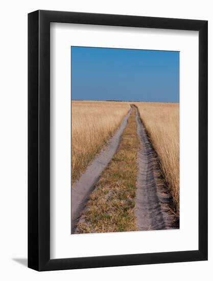 Vehicular tracks in sandy soil through a landscape of tall grass. Nxai Pan National Park, Botswana.-Sergio Pitamitz-Framed Photographic Print