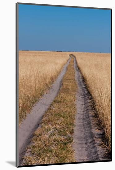 Vehicular tracks in sandy soil through a landscape of tall grass. Nxai Pan National Park, Botswana.-Sergio Pitamitz-Mounted Photographic Print