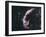 Veil Nebula Supernova Remnant-Davide De Martin-Framed Photographic Print