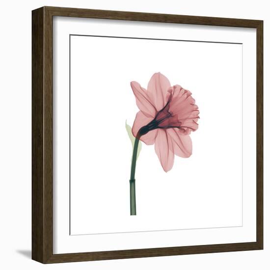 Veiled Blossom Coral-null-Framed Photographic Print