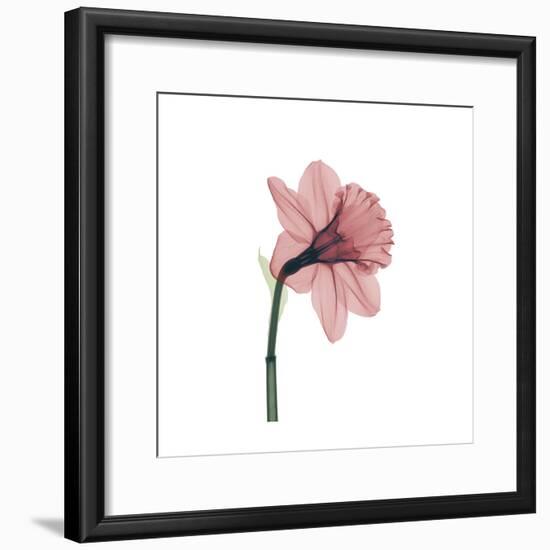 Veiled Blossom Coral-null-Framed Photographic Print