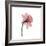 Veiled Blossom Coral-null-Framed Photographic Print