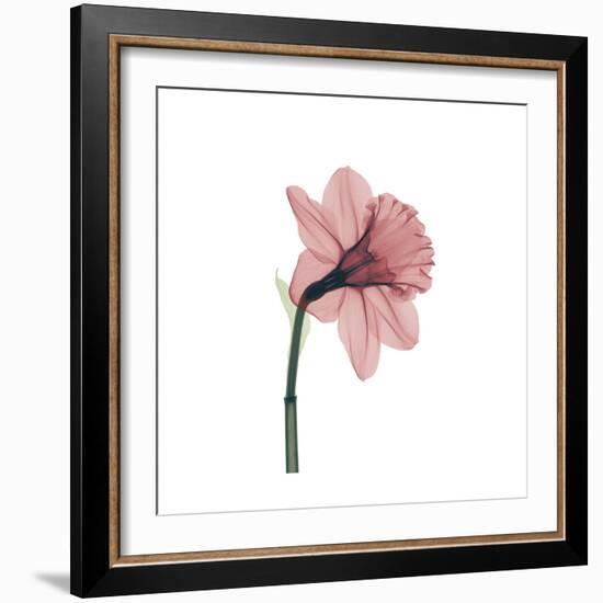 Veiled Blossom Coral-null-Framed Photographic Print