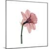 Veiled Blossom Coral-null-Mounted Photographic Print