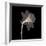 Veiled Blossom (Sepia)-null-Framed Premium Giclee Print