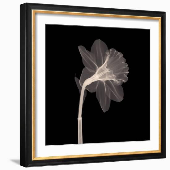 Veiled Blossom (Sepia)-null-Framed Premium Giclee Print