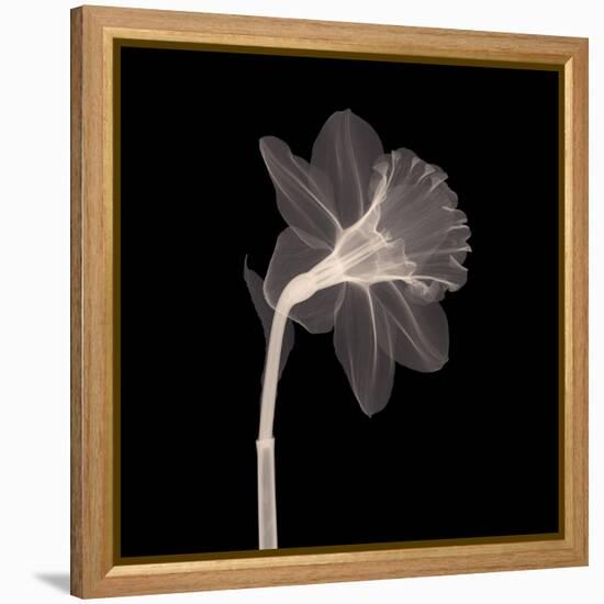 Veiled Blossom (Sepia)-null-Framed Stretched Canvas