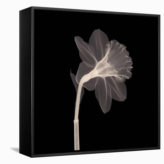 Veiled Blossom (Sepia)-null-Framed Stretched Canvas
