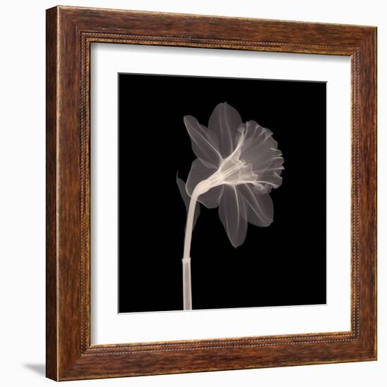 Veiled Blossom (Sepia)-null-Framed Art Print