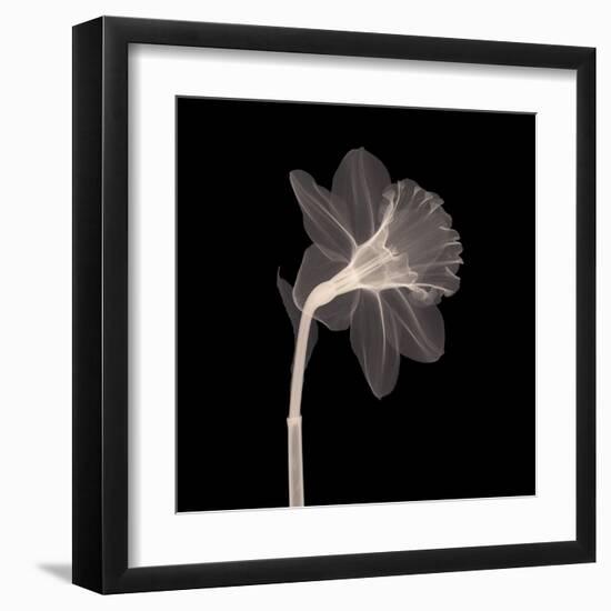 Veiled Blossom (Sepia)-null-Framed Art Print