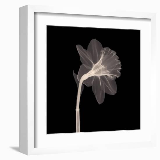 Veiled Blossom (Sepia)-null-Framed Art Print