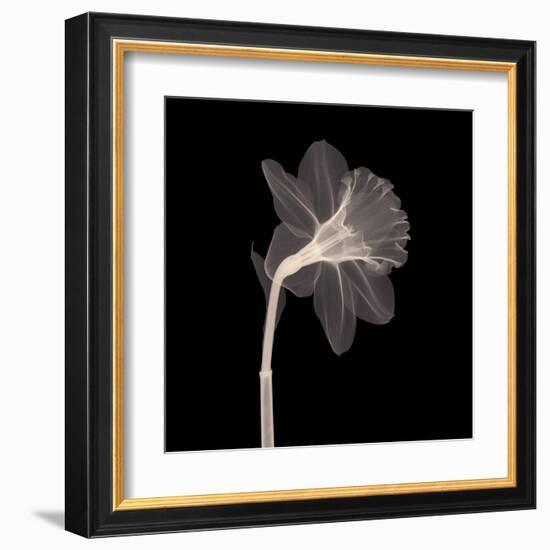 Veiled Blossom (Sepia)-null-Framed Art Print