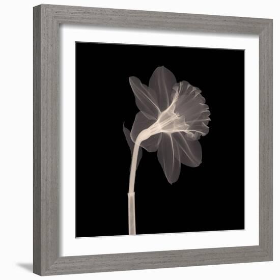 Veiled Blossom (Sepia)-null-Framed Art Print