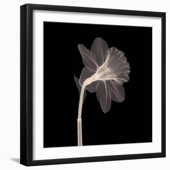 Veiled Blossom (Sepia)-null-Framed Art Print