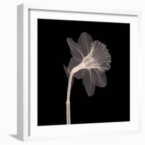 Veiled Blossom (Sepia)-null-Framed Art Print