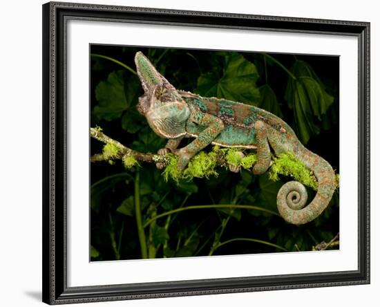 Veiled Chameleon, Chamaeleo Calyptratus, Native to Yemen-David Northcott-Framed Photographic Print