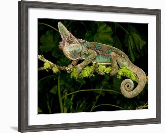 Veiled Chameleon, Chamaeleo Calyptratus, Native to Yemen-David Northcott-Framed Photographic Print