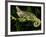 Veiled Chameleon, Chamaeleo Calyptratus, Native to Yemen-David Northcott-Framed Photographic Print