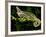 Veiled Chameleon, Chamaeleo Calyptratus, Native to Yemen-David Northcott-Framed Photographic Print