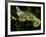 Veiled Chameleon, Chamaeleo Calyptratus, Native to Yemen-David Northcott-Framed Photographic Print
