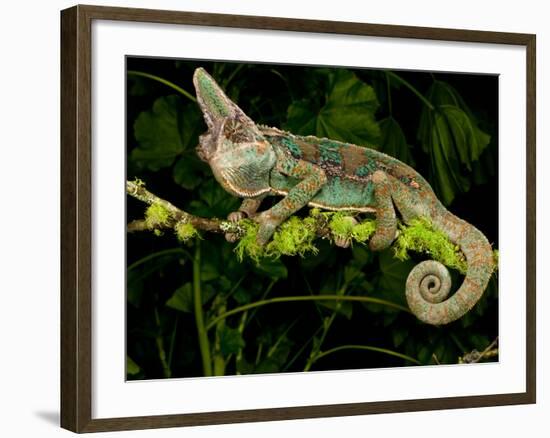 Veiled Chameleon, Chamaeleo Calyptratus, Native to Yemen-David Northcott-Framed Photographic Print