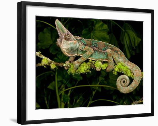 Veiled Chameleon, Chamaeleo Calyptratus, Native to Yemen-David Northcott-Framed Photographic Print