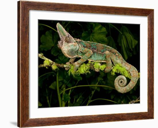 Veiled Chameleon, Chamaeleo Calyptratus, Native to Yemen-David Northcott-Framed Photographic Print