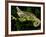 Veiled Chameleon, Chamaeleo Calyptratus, Native to Yemen-David Northcott-Framed Photographic Print