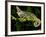 Veiled Chameleon, Chamaeleo Calyptratus, Native to Yemen-David Northcott-Framed Photographic Print