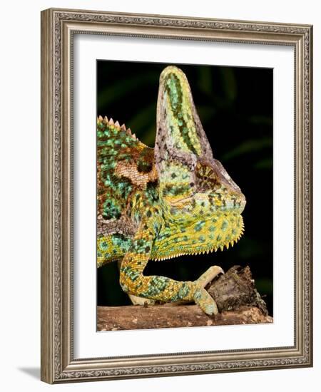 Veiled Chameleon, Chamaeleo Calyptratus, Native to Yemen-David Northcott-Framed Photographic Print