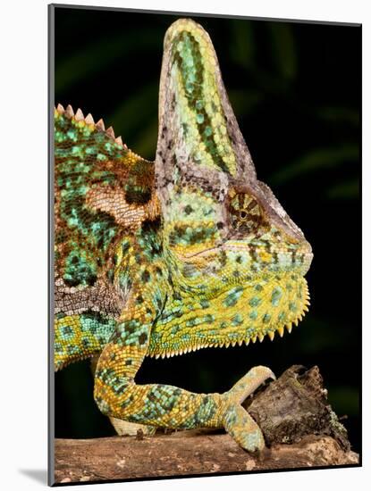 Veiled Chameleon, Chamaeleo Calyptratus, Native to Yemen-David Northcott-Mounted Photographic Print