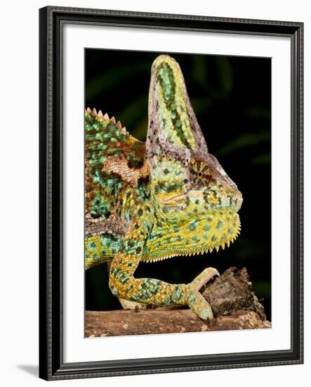 Veiled Chameleon, Chamaeleo Calyptratus, Native to Yemen-David Northcott-Framed Photographic Print